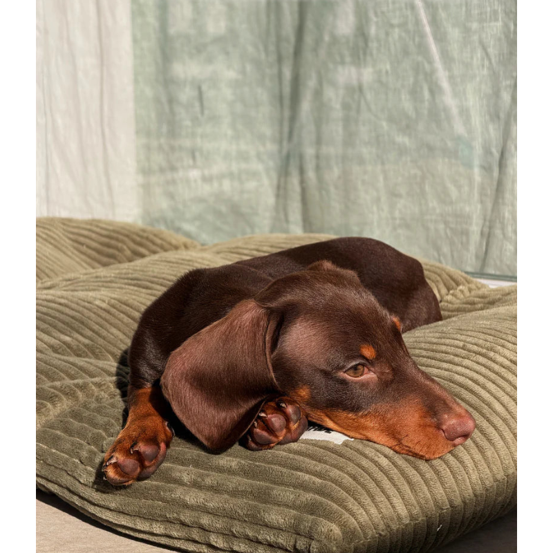 Dog Cushion Bed - Bela