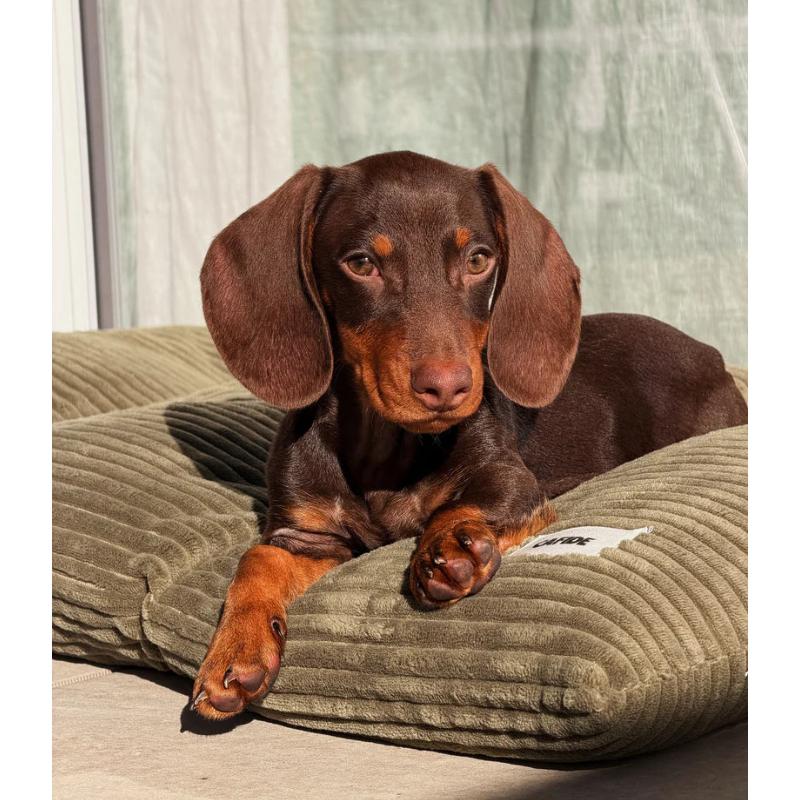 Dog Cushion Bed - Bela
