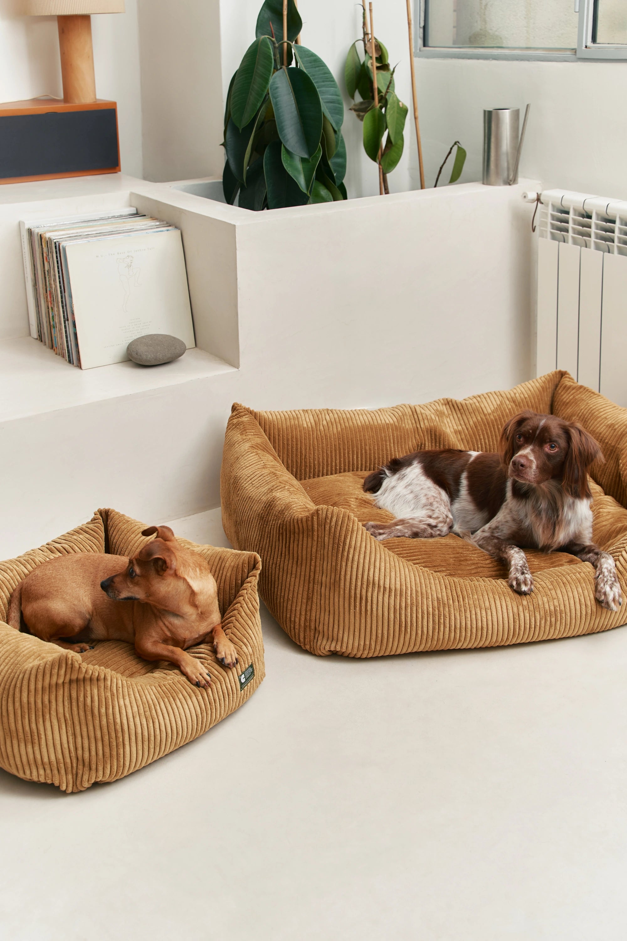 Dog Beds & Cushions | Soft Spots for Sweet Dreams