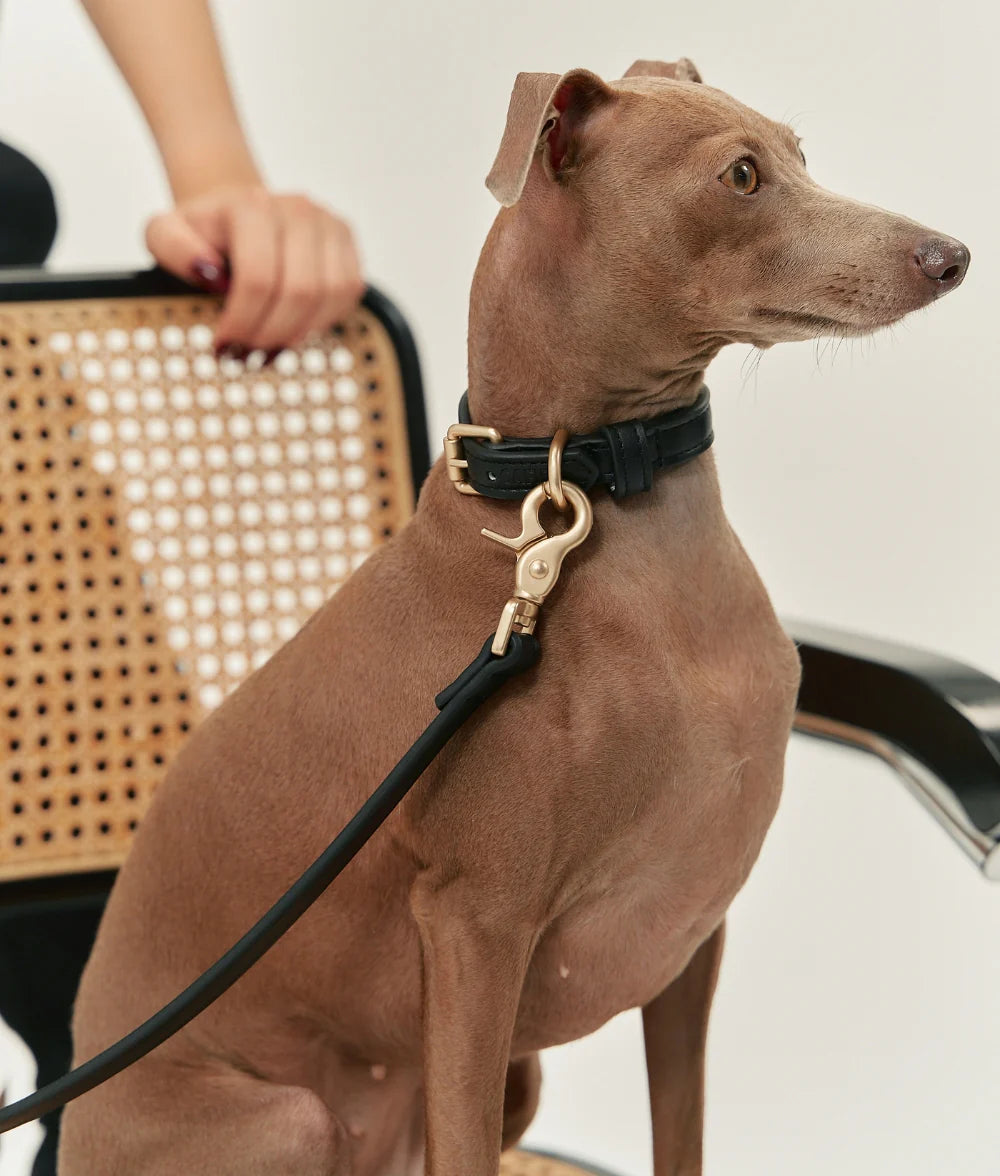 Dog Collar - Jala