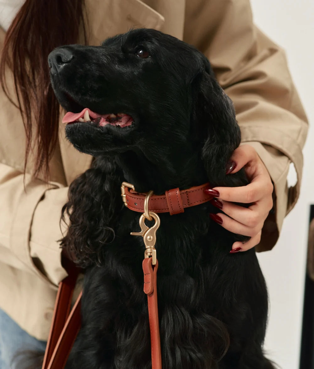 Dog Collar - Jala