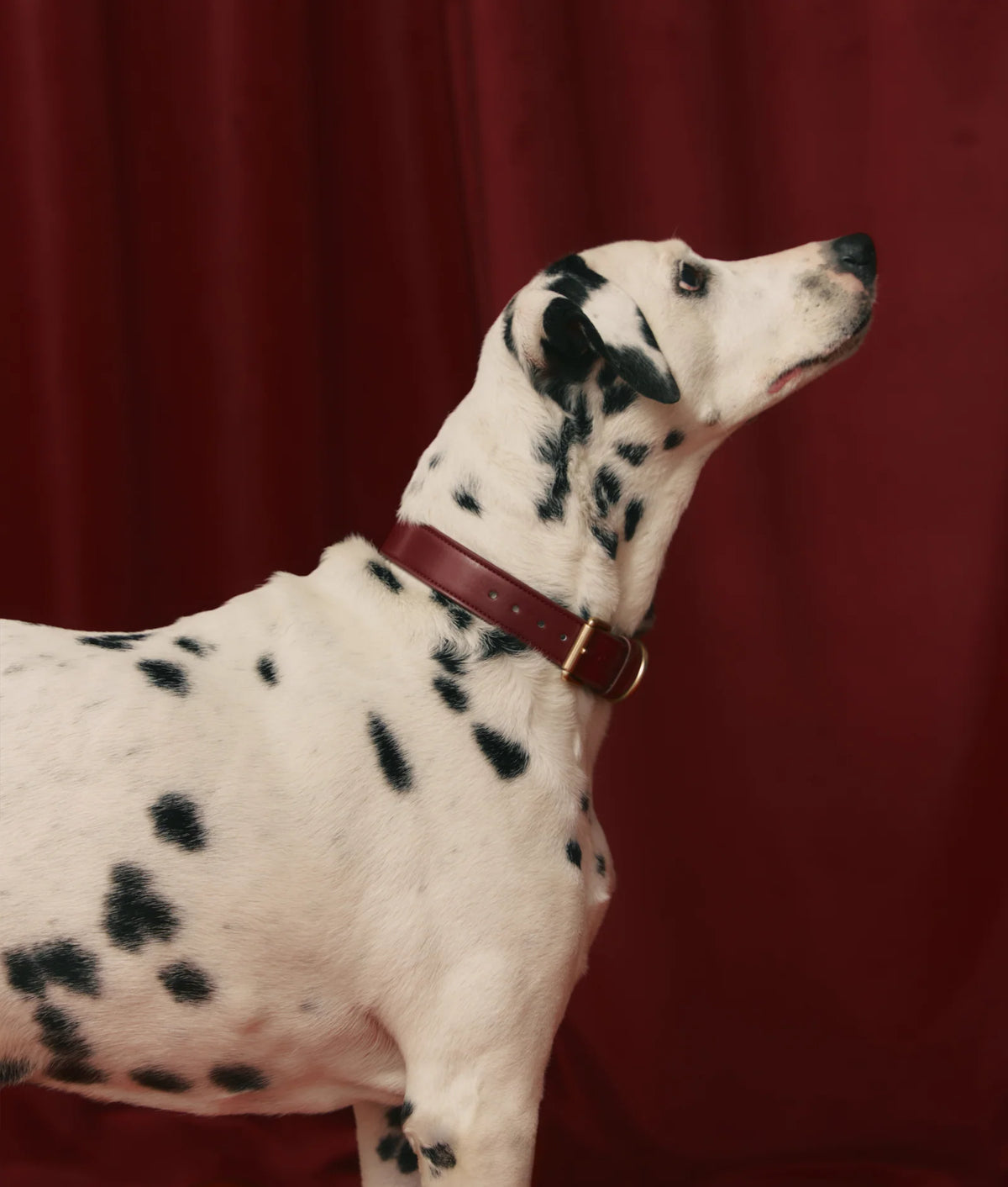 Dog Collar - Jala