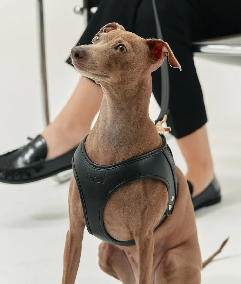 Dog Harness - Jala