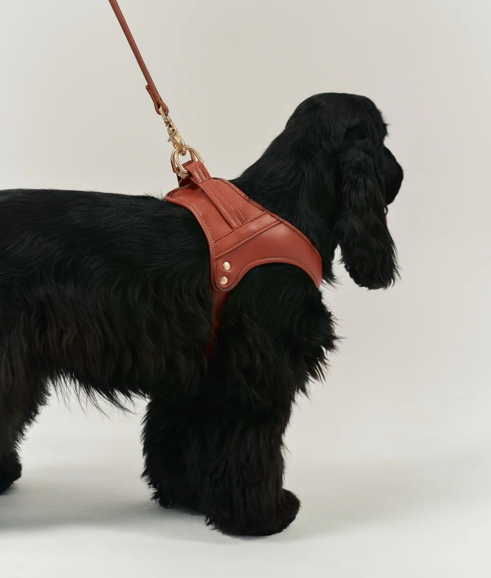 Dog Harness - Jala