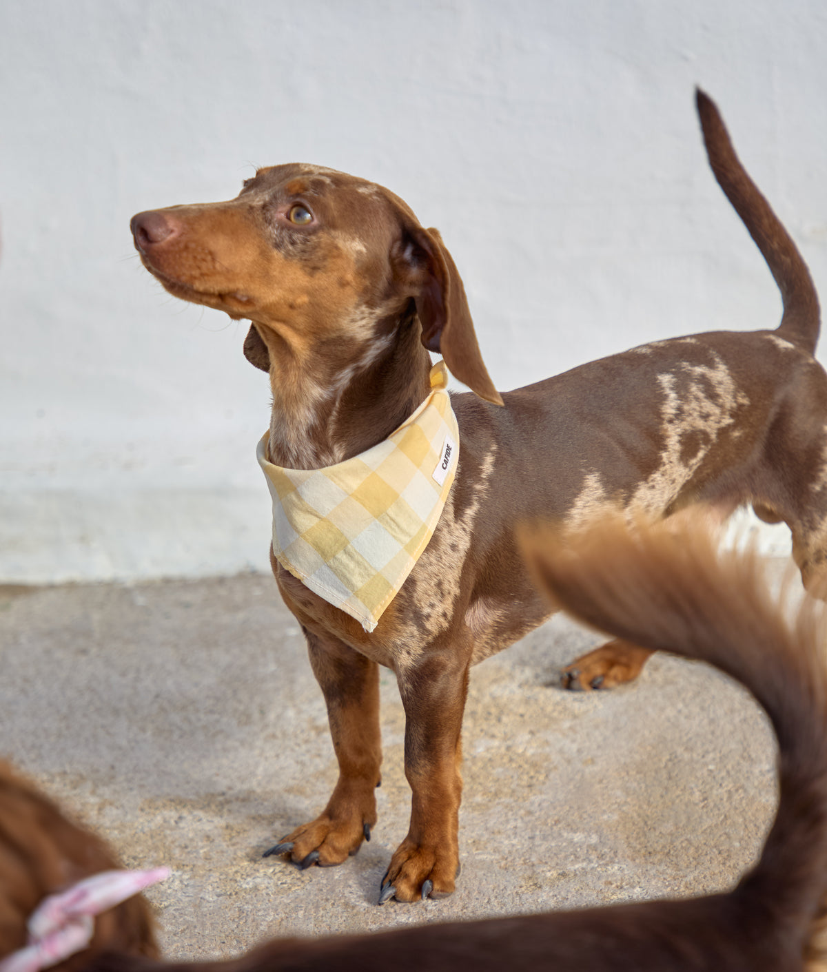 Dog Bandana - Nata