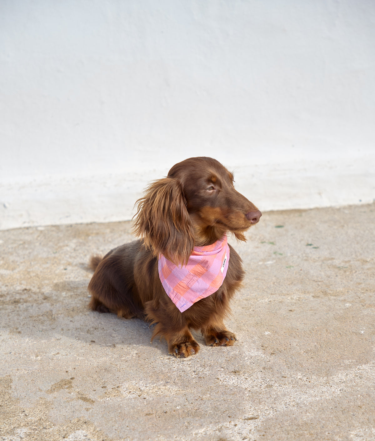 Dog Bandana - Nata