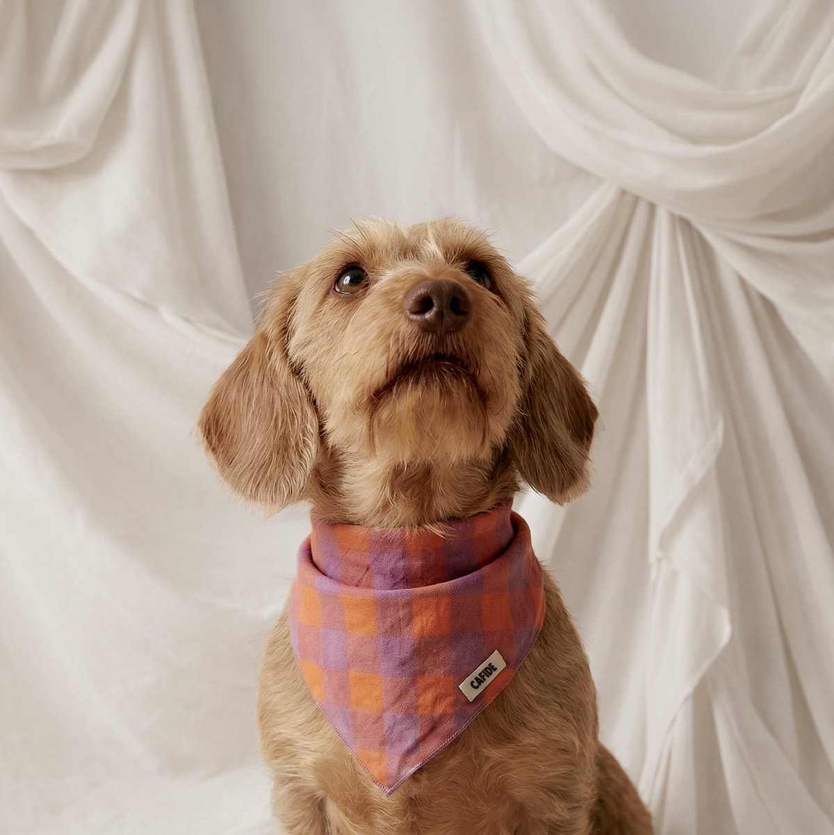 Dog Bandana - Nata