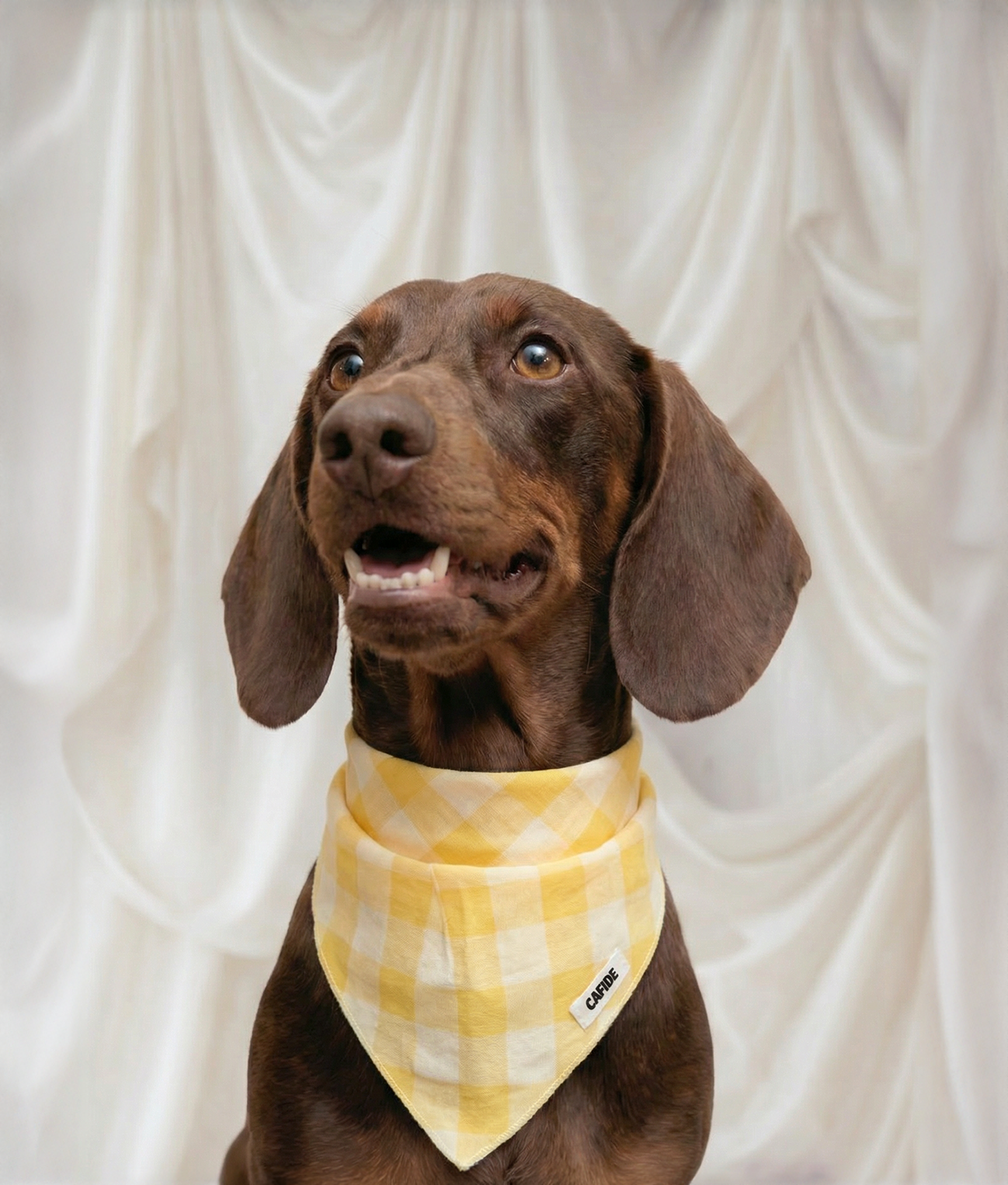 Dog Bandana - Nata